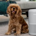 Are Air Purifiers Worth It for Pet Allergies? A Comprehensive Guide