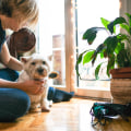 Clearing the Air: How to Reduce Pet Allergies in Your Home