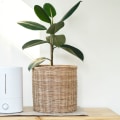 Can an Air Purifier Help Reduce Smoke and Other Odors in the Home Caused by Allergens?