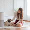 The Best Air Purifiers for Allergies: How to Choose the Right Filter