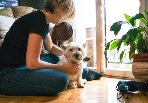 Clearing the Air: How to Reduce Pet Allergies in Your Home